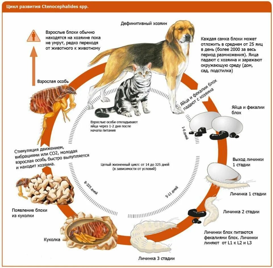 Жизненный цикл блохи. Цикл развития блохи. Жизненный цикл блохи человеческой. Жизненный цикл блохи собачьей.