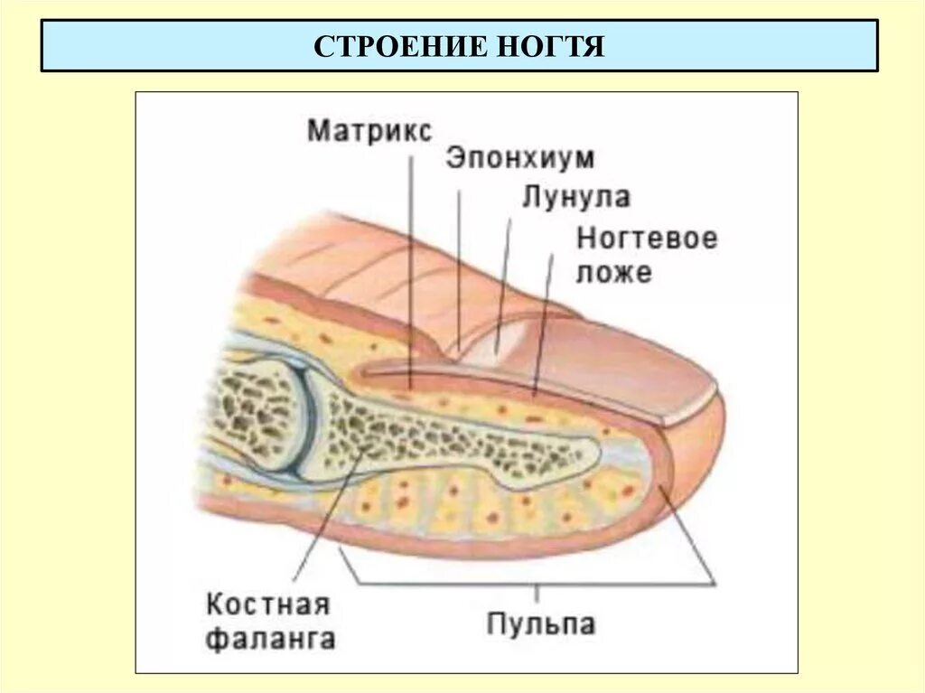 Ногтевой фаланги пальца ноги. Ногтевая фаланга пальца ноги анатомия. Строение ногтя анатомия. Строение фаланги ногтя. Ногтевая фаланга стопы анатомия.