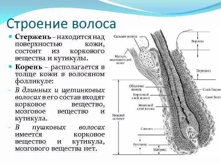 Слои корня волос. Строение волоса продольный срез. Строение волоса структура волосяного стержня. Строение стержня волоса гистология. Строение стержня волоса рисунок.