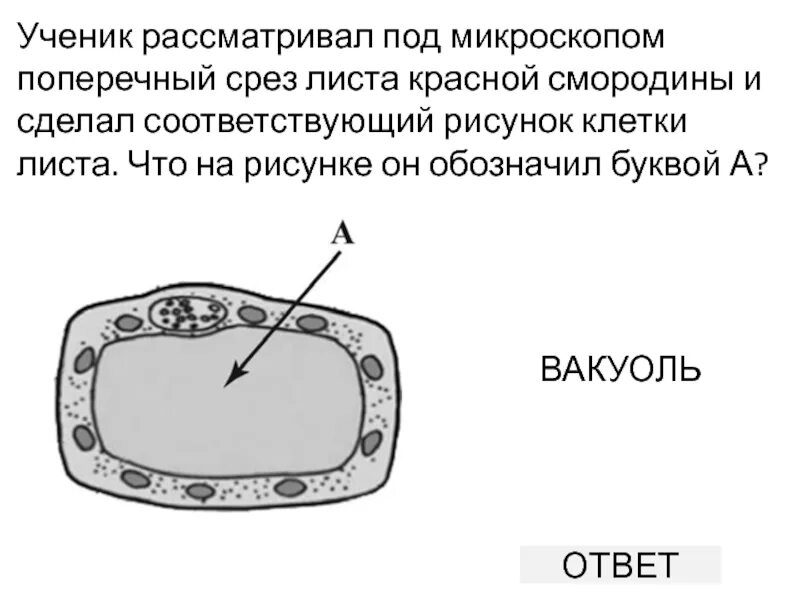 Клетка впр. Ученик рассматривал под микроскопом листы. Поперечный порез листа красной смородины. Поперечный срез листа смородины. Срез листа смородины.