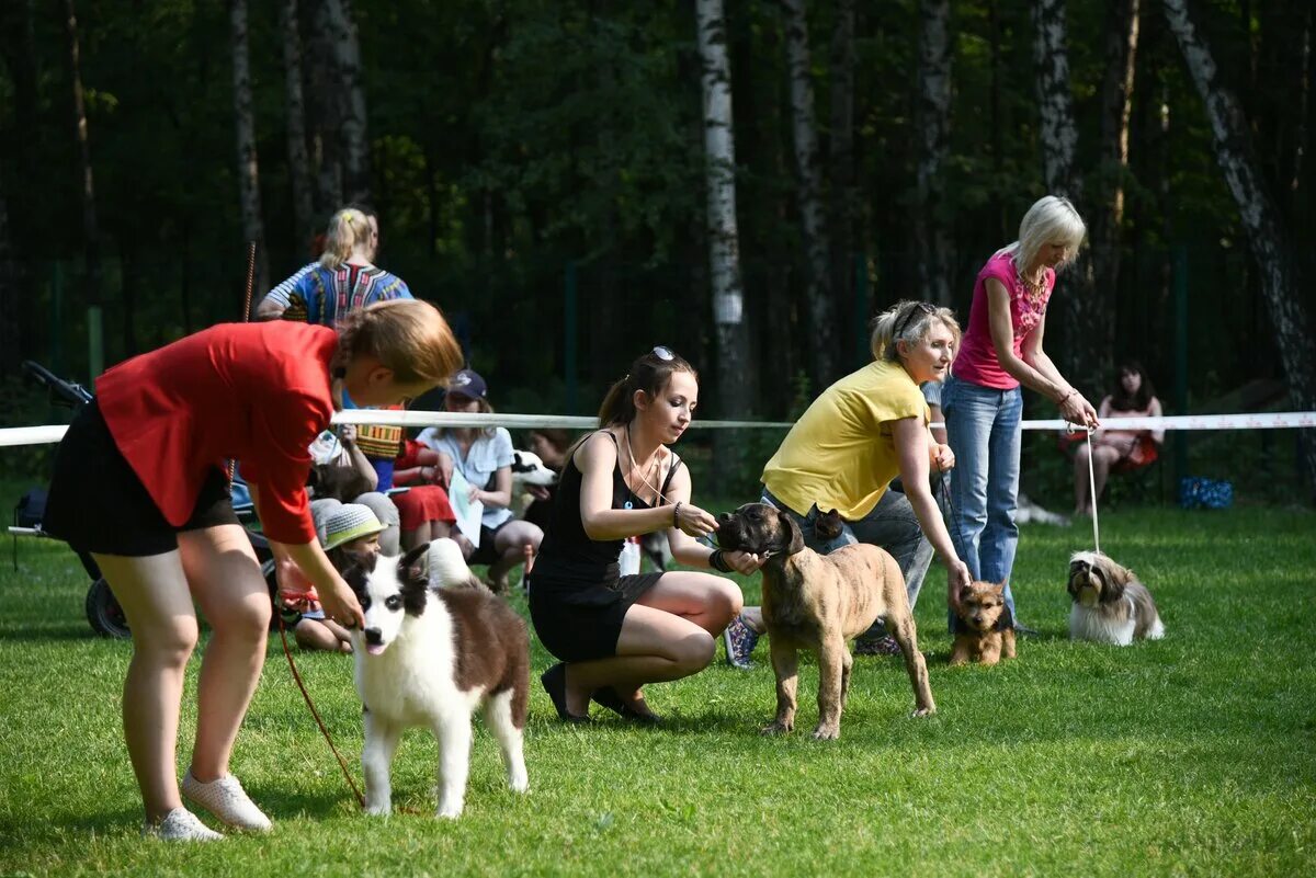 23 выставка собак москва