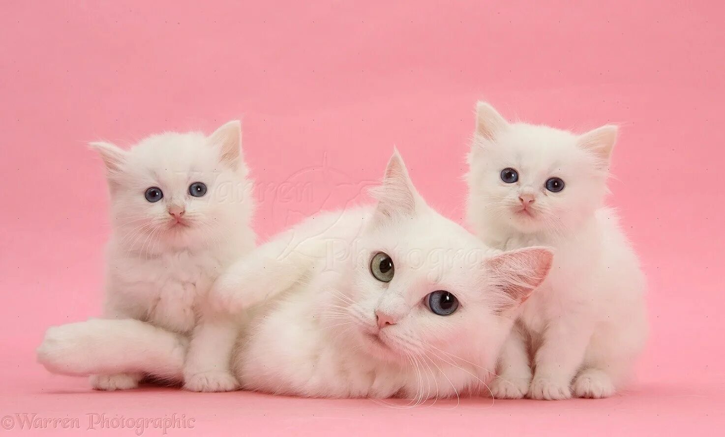 Две белые кошки