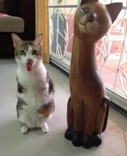 Кот без лап