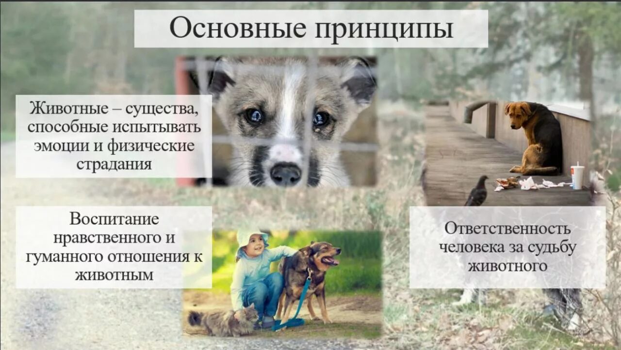 Правила учета животных. Гуманное отношение к животным. гуманного и ответственного отношения к животным. защита бездомных животных. ответственное отношение к домашним животным.