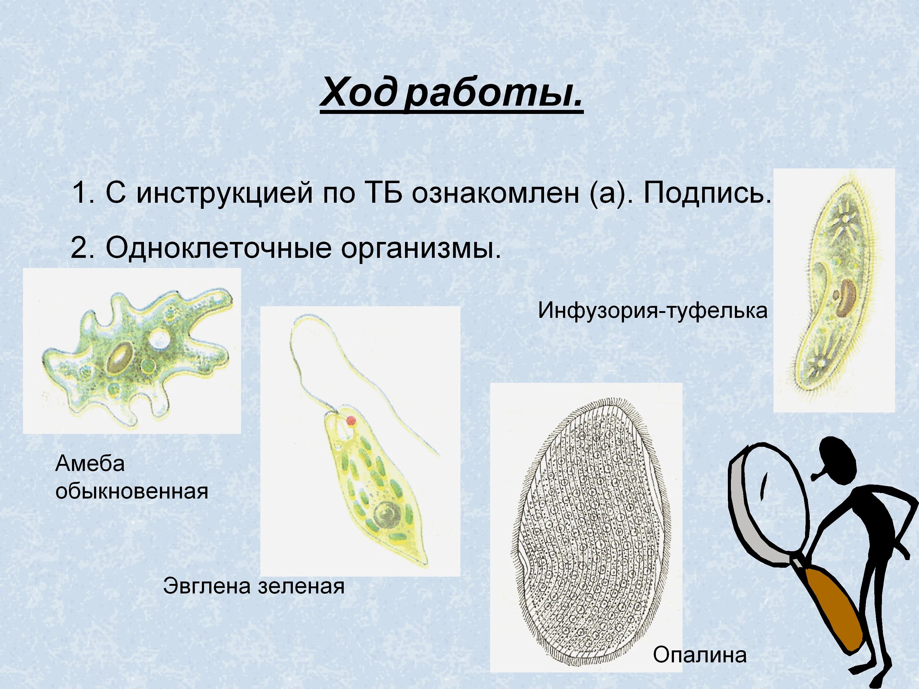 Одноклеточные организмы. Одноклеточные и многоклеточные организмы. Одноклеточные организмы и многоклеточные организмы. Одноклеточные и многоклеточные организмы под микроскопом.