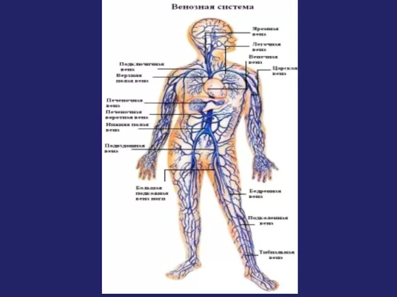 Самая большая вена как называется у человека. Венозная система человека схема. Вены человека схема. Венозная система человека анатомия. Артерии человека.
