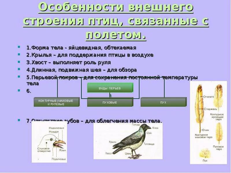 Конспект по теме класс птицы. Лабораторная работа особенности строения птиц связанные с полетом. Внешнее строение птицы биология 7 класс. Строение птицы 7 класс биология. Отделы тела птиц 7 класс биология.