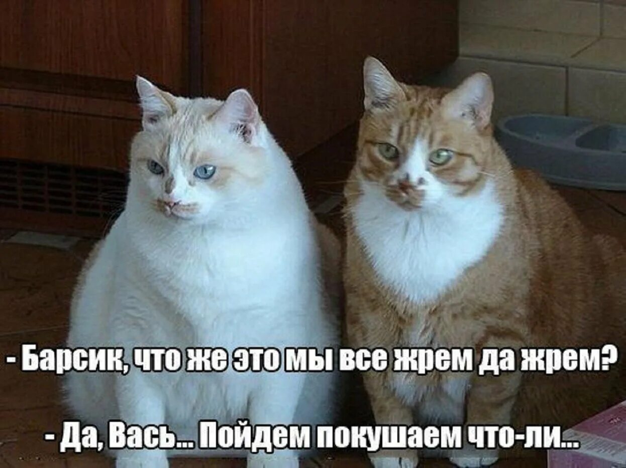 Приколы с котами до слез с надписями. Смешные коты с надписями. приколы про котов с надписями. котики смешные с надписями до слез. смешные коты с надписями до слёз.