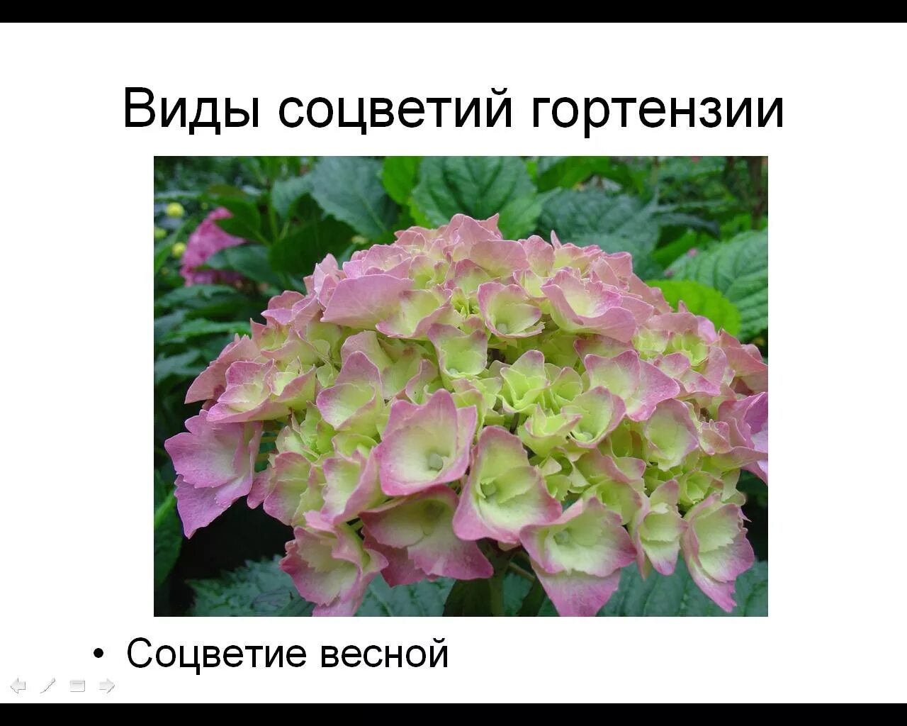 Какой тип соцветия у гортензии. Гортензия с фертильными цветками. Гортензия строение соцветий. Гортензия краса лескова. Гортензия баттерфляй метельчатая.
