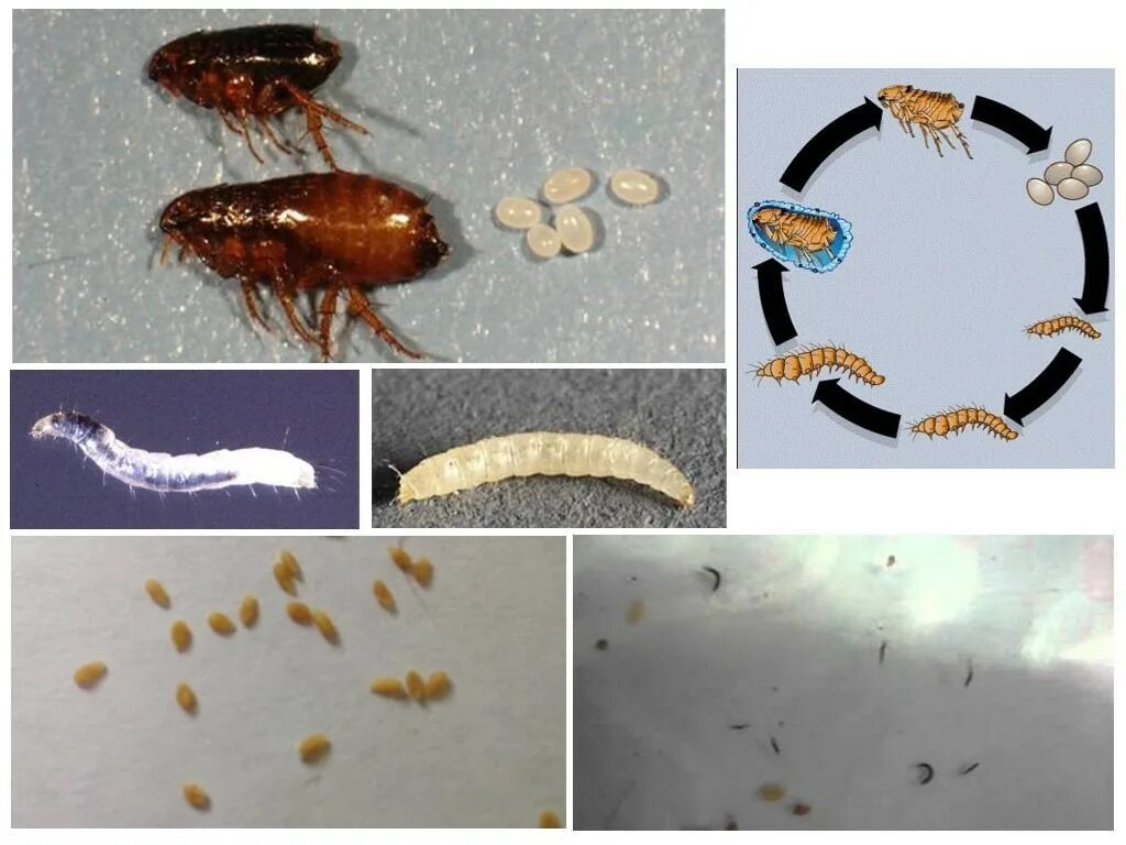 Сколько живут блохи. Как выглядят лифчики блох. Яйца личинки кошачьих блох. Личинки блох черные червячки. Личинки блохи червеобразные.