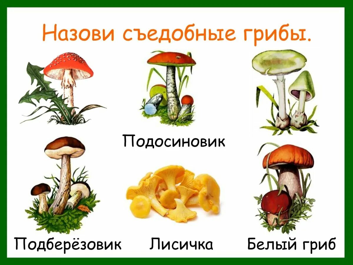 Назови 3 гриба. Ядовитые и съедобные грибы 2 класс окружающий мир. Съедобные и несъедобные грибы в картинках с названиями для детей. Несъедобные грибы для дошкольников. Съедобные и несъедобные грибы для детей.
