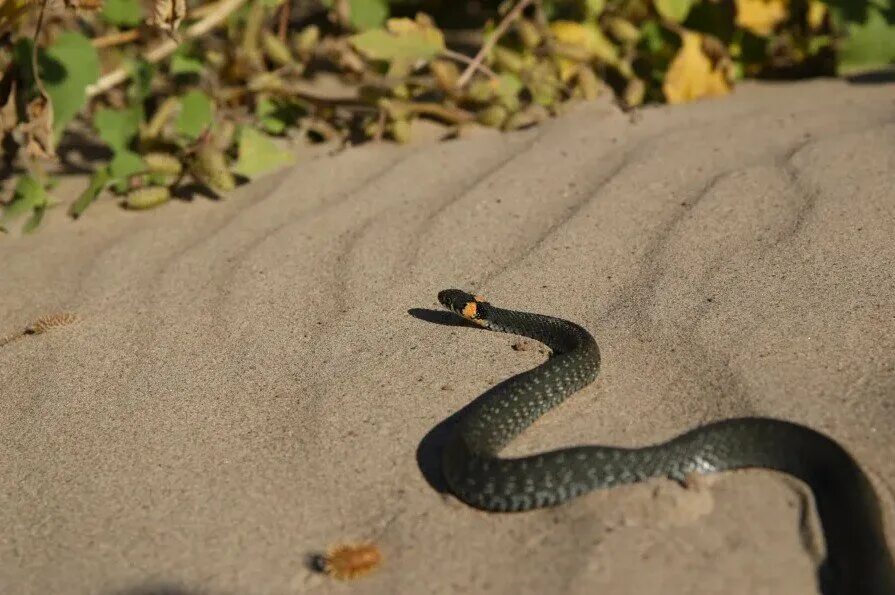 Змейка на солнце. Змея гадюка маленькая черная. Уж колхидский Natrix megalocephala. Обыкновенный уж. Уж обыкновенный - змея неядовитая.