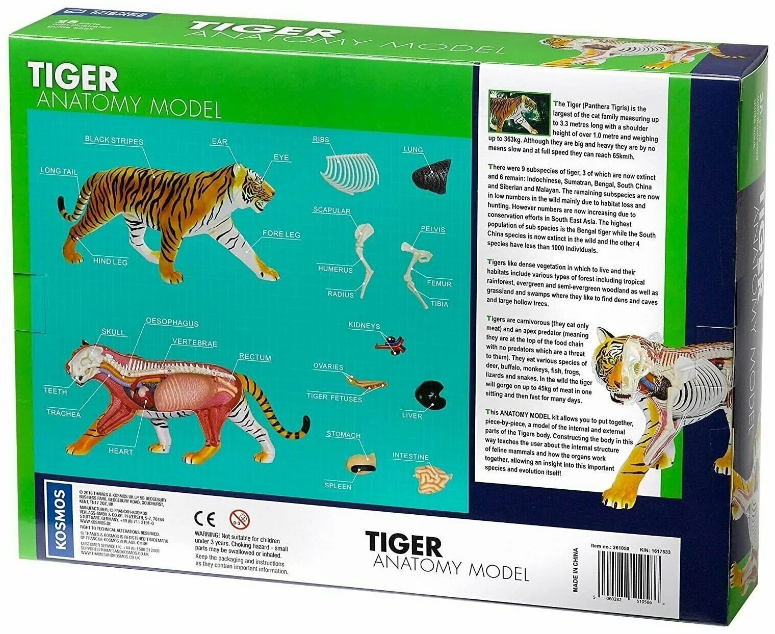 Toxic tiger модель. Анатомическая модель тигра. Tiger Anatomy. Tiger Anatomy related keywords