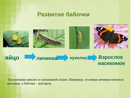 Кузнечик в отличие от капустницы