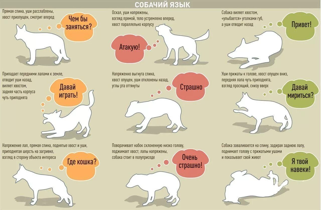 Поведение собак характеристика. Язык собак как понять. Язык тела собаки. Язык жестов собак. Как понять собаку.