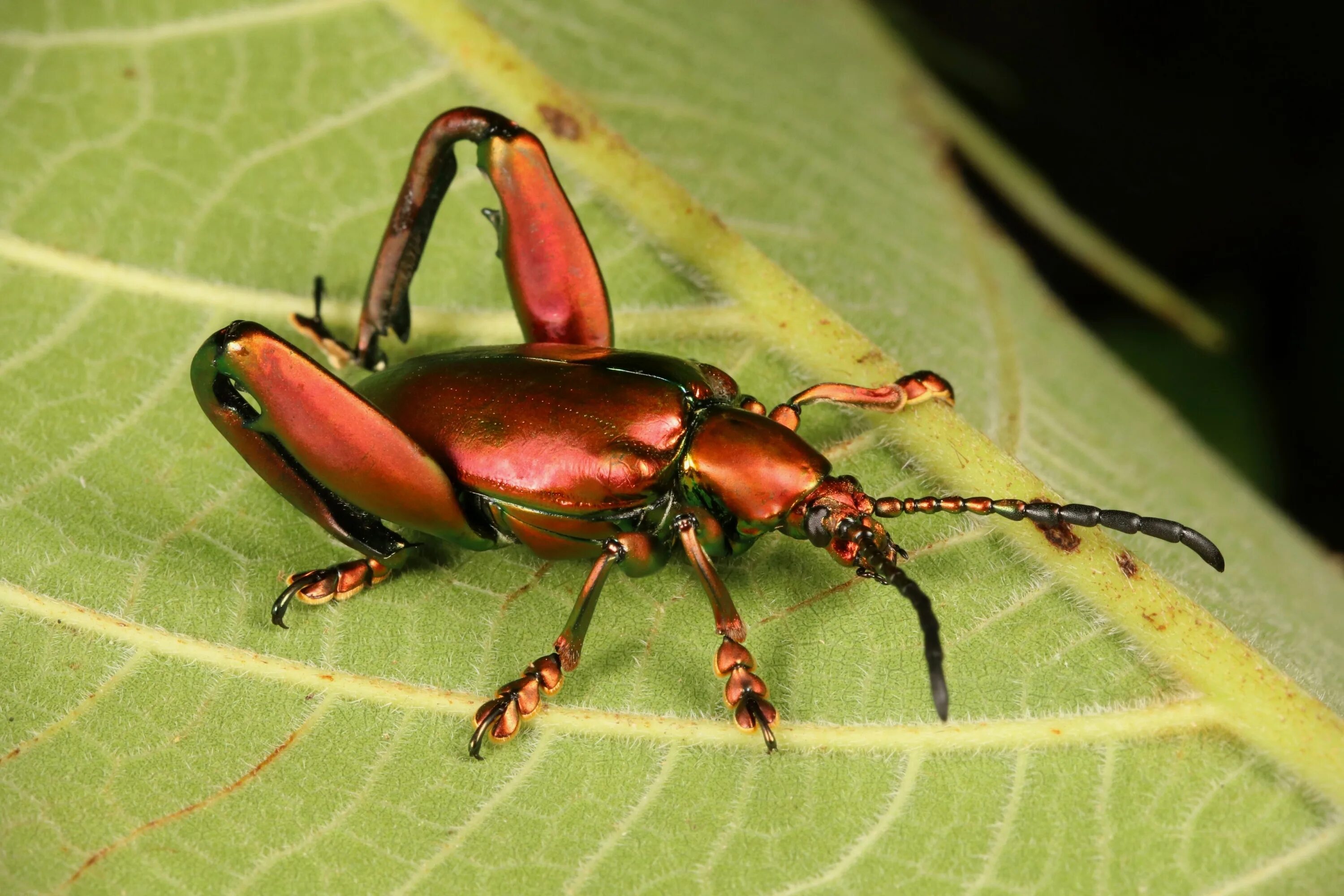 Insect legs. Жесткокрылые. Мицетофильные жесткокрылые. Насекомые Китая. Beetle insect.