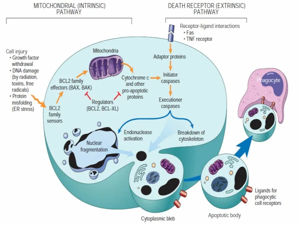 Apoptosis mechanism. Cell Death apoptosis. Апоптоз клетки фото. Апоптоз механизм. Содержит ферменты осуществляющие апоптоз