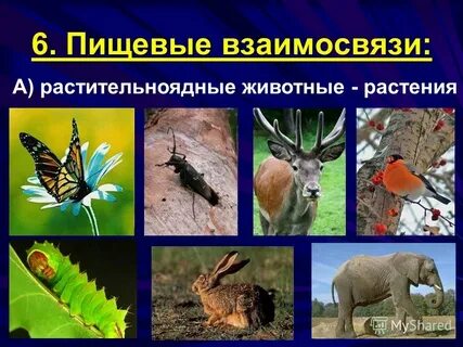 Первые растительноядные животные