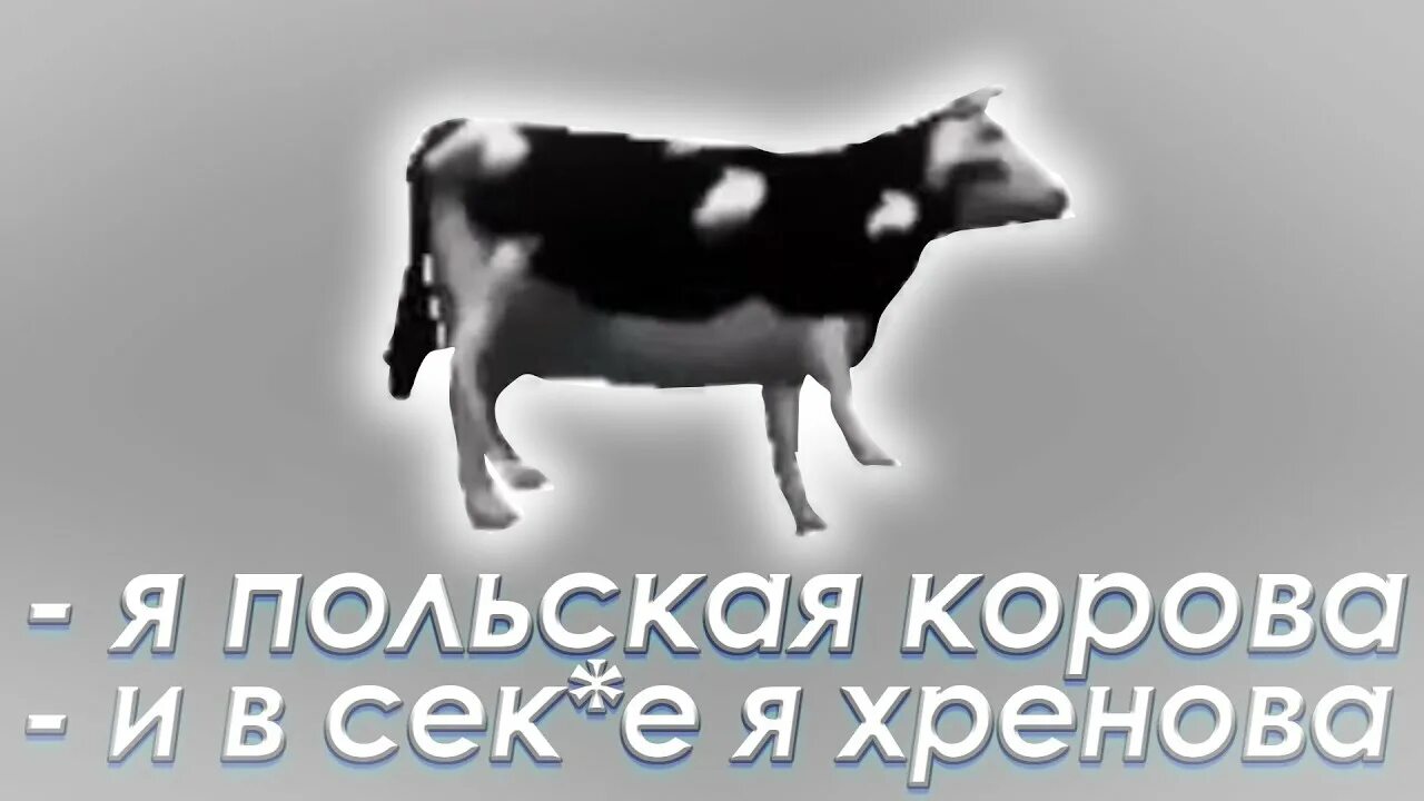 Польская корова. Польская корова песня. Польская корова перевод. Polish cow текст