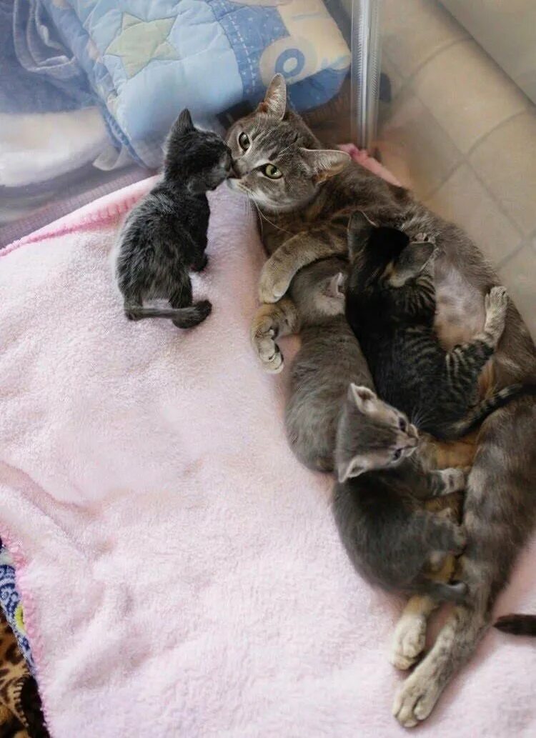 Беременные кошечки. Новорождённые котята. Кошки вынашивают котят.