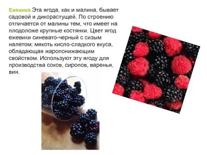 Строение ягоды
