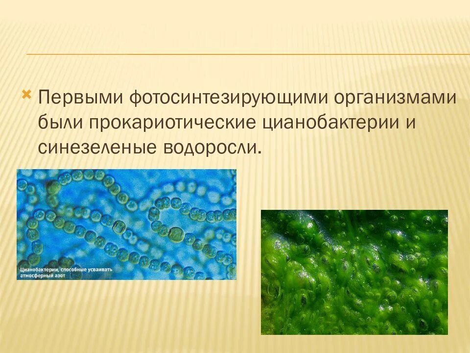 Синезеленые цианобактерии. Синезеленые водоросли цианобактерии. Цианобактерии хлорофилл. Первые фотосинтезирующие организмы. Как повлияло появление фотосинтезирующих организмов