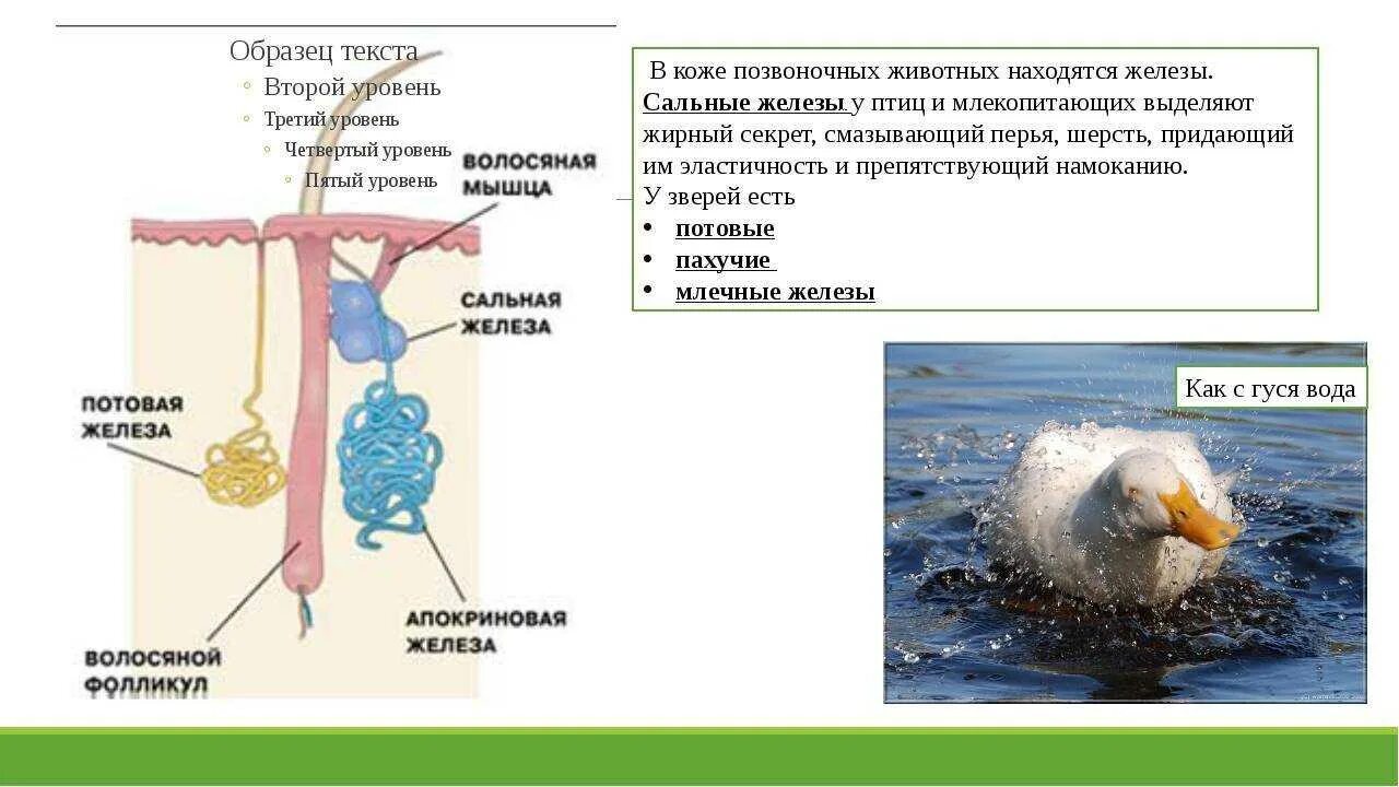 Железы млекопитающих и их функции. Потовые железы у птиц. кожные железы у птиц. сальные и потовые железы у птиц.
