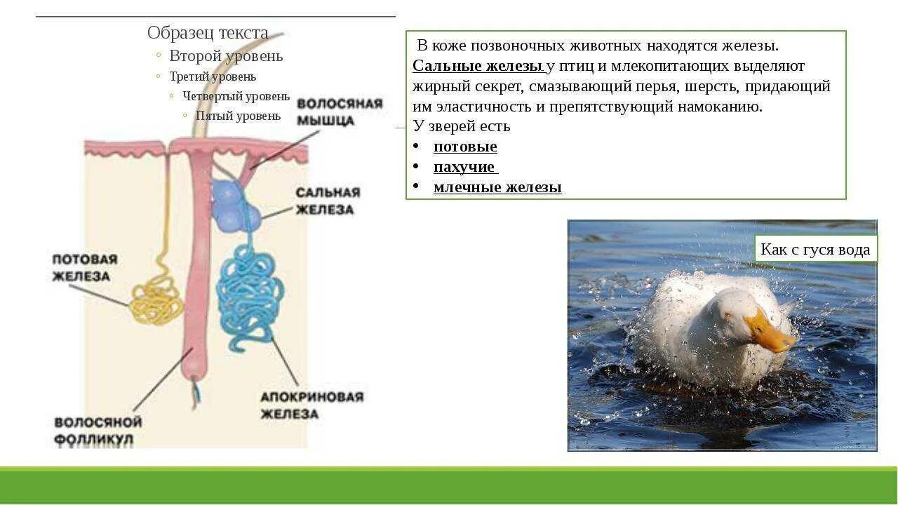 Потовые железы у птиц. Кожные железы у птиц. Сальные и потовые железы у птиц.