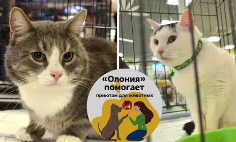 Почему в дом первой запускают кошку