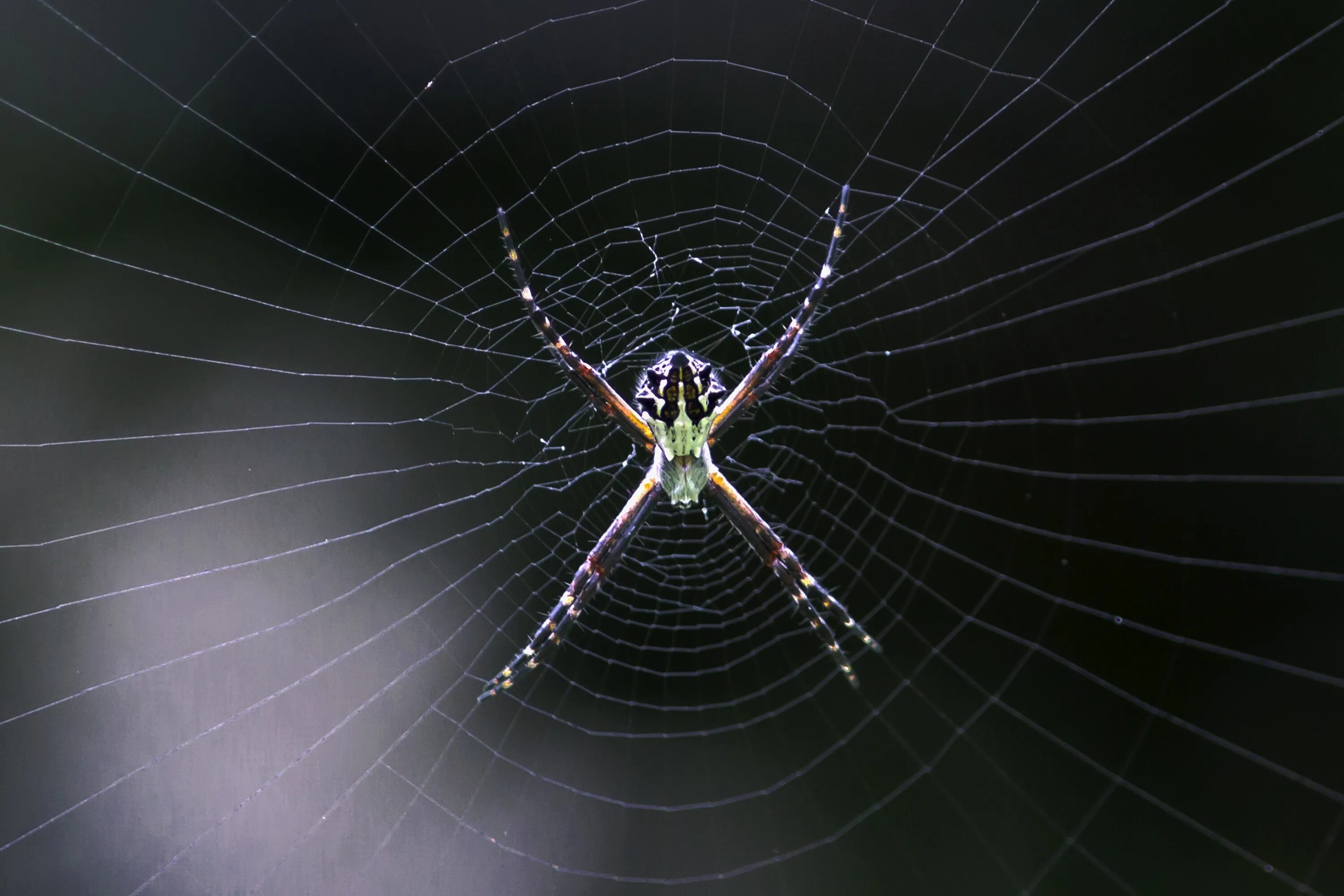 Down spiders. Паук крестовик. Паук-параплектана. Паук на паутине. Паук симметрия.