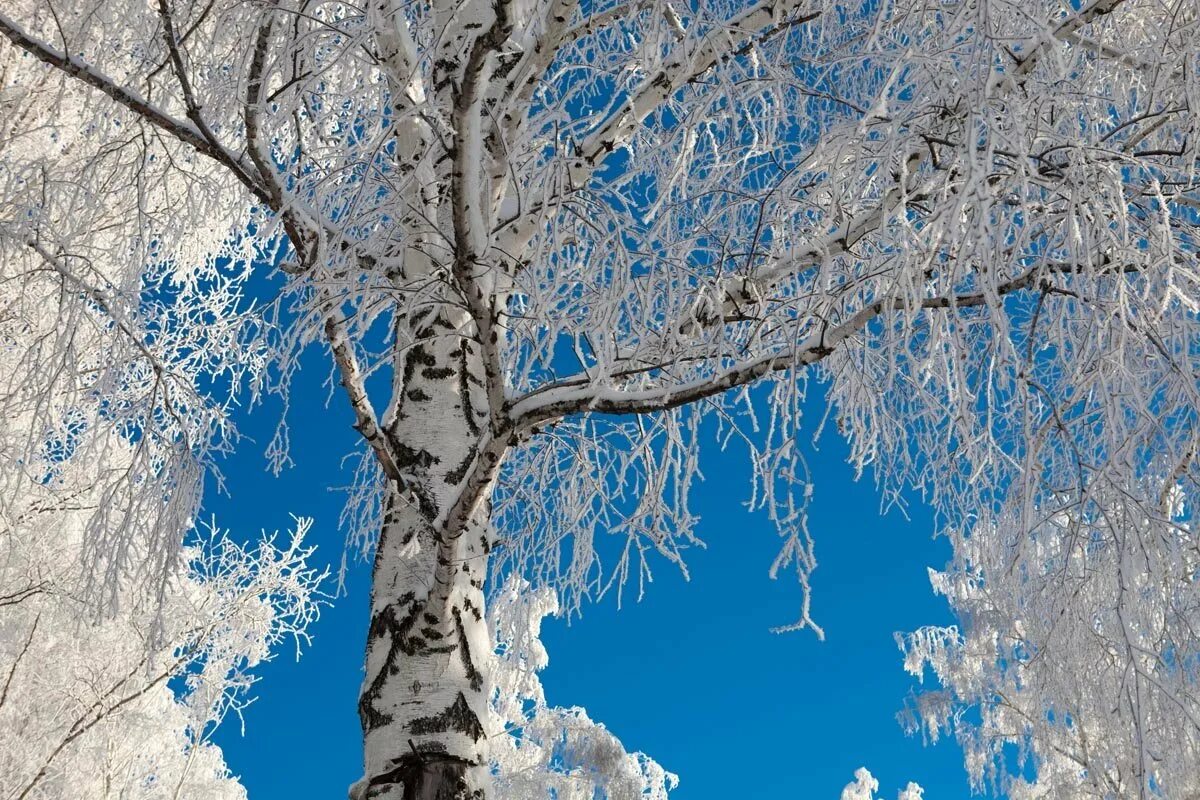 Зимняя березка. Снежные деревья. Зимняя береза. Зимнее дерево. Береза в снегу.