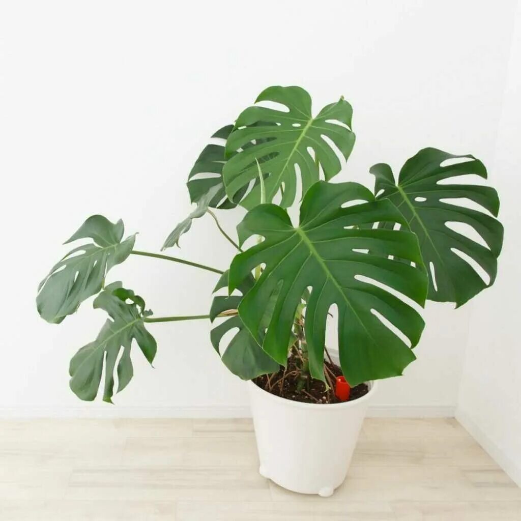 Филодендрон монстера. Монстера (Monstera).