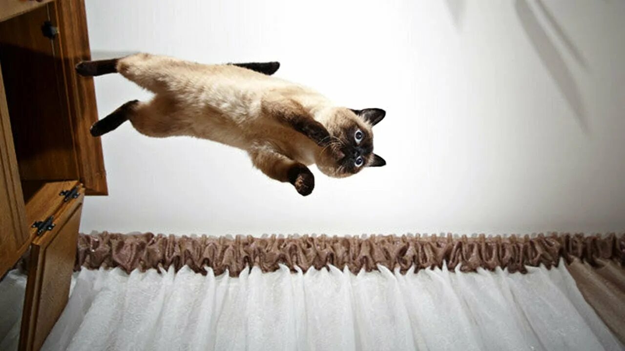 Кот в шкафу. Кошка на шкафу. Кот прыгает. Сиамская кошка в прыжке. Песня кошки кошки на шкафах