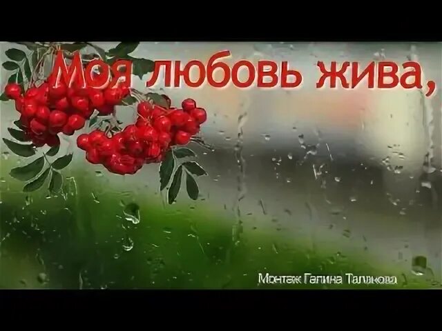 Моя любовь жива как алый цвет рябин. Моя любовь жива синяя птица. Синяя птица 1981 моя любовь жива. Цвет рябины.