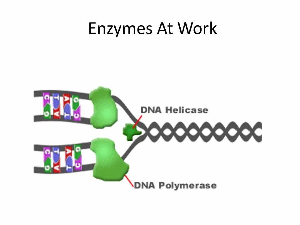 ДНК полимераза и хеликаза. Ферменты репликации ДНК. ДНК геликаза функции. ДНК полимераза DNA.