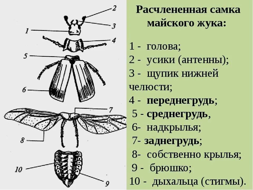 4 пар конечностей у