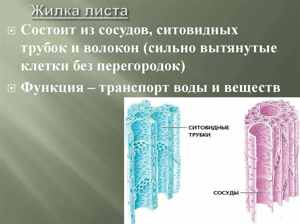 Какой тканью представлены жилки. Строение сосудов и ситовидных трубок. Сосуды ситовидные трубки волокна. Сосуды листа. Строение сосудов древесины и ситовидных трубок.