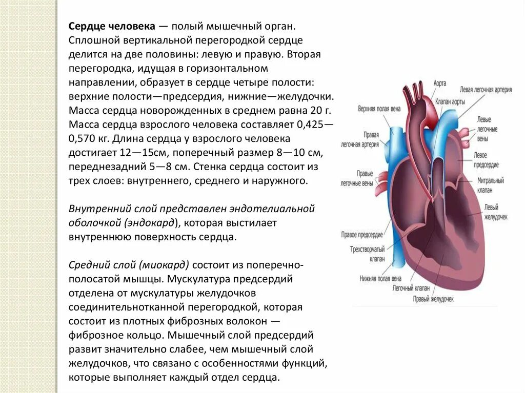 Левое предсердие какие вены