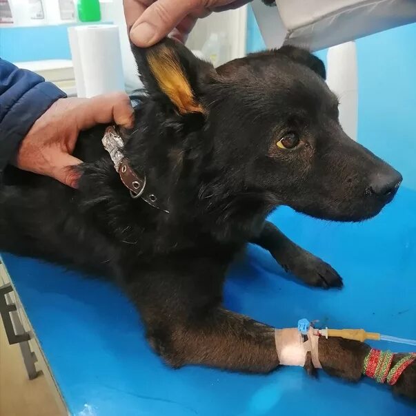 Пироплазмоз собак ветеринария. Цикл развития babesia canis. Пироплазмоз собак ветеринария. Клещи пироплазмоз у собак. Пироплазмоз (бабезиоз) у собак.