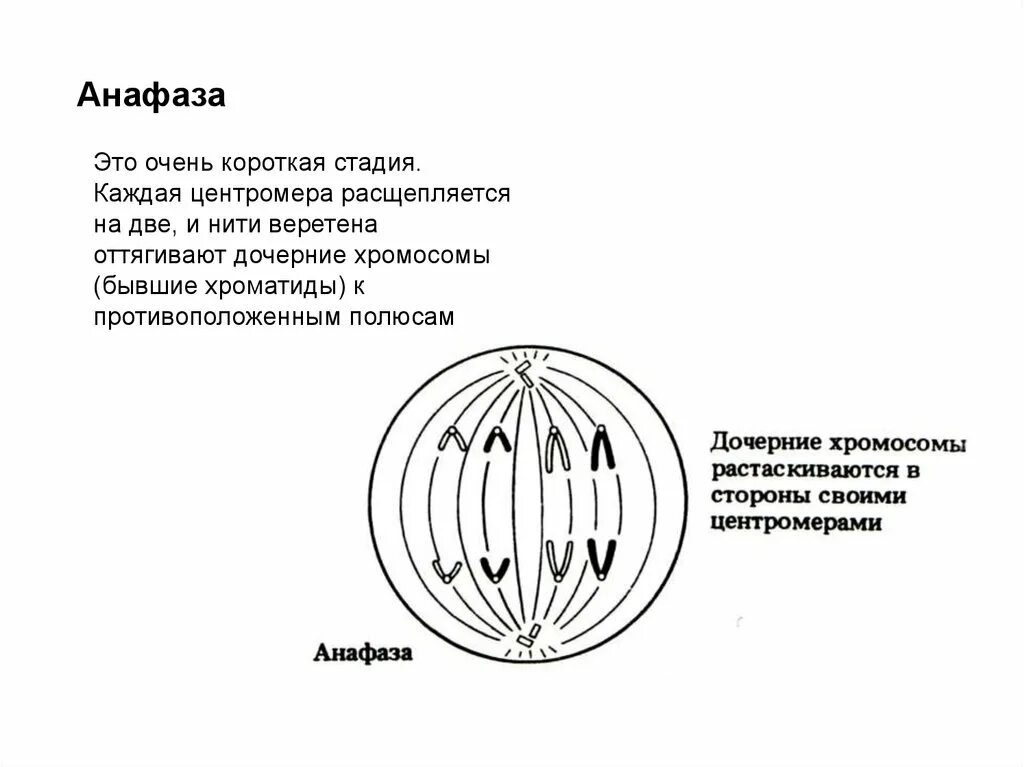 Анафаза 2 характеристика фазы расположение хромосом Митоз деление клетки самое простое объяснение YouTube