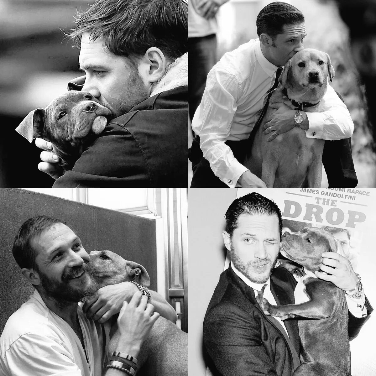 Собака тома харди. Том Харди с собакой. Том Харди и его собаки. Том Харди коллаж.