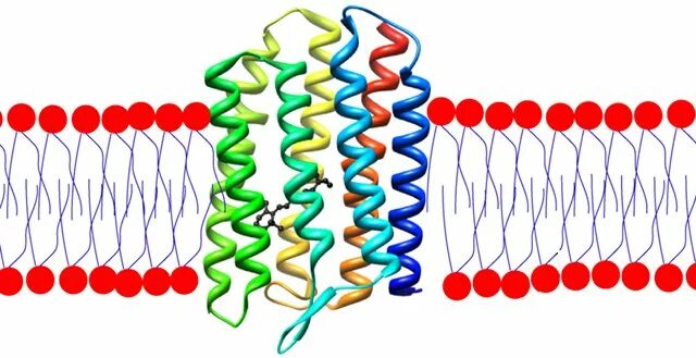 Содержат пигмент родопсин. Родопсин структура белка. Родопсин функция белка. Пигмент родопсин. Зрительный пигмент родопсин.