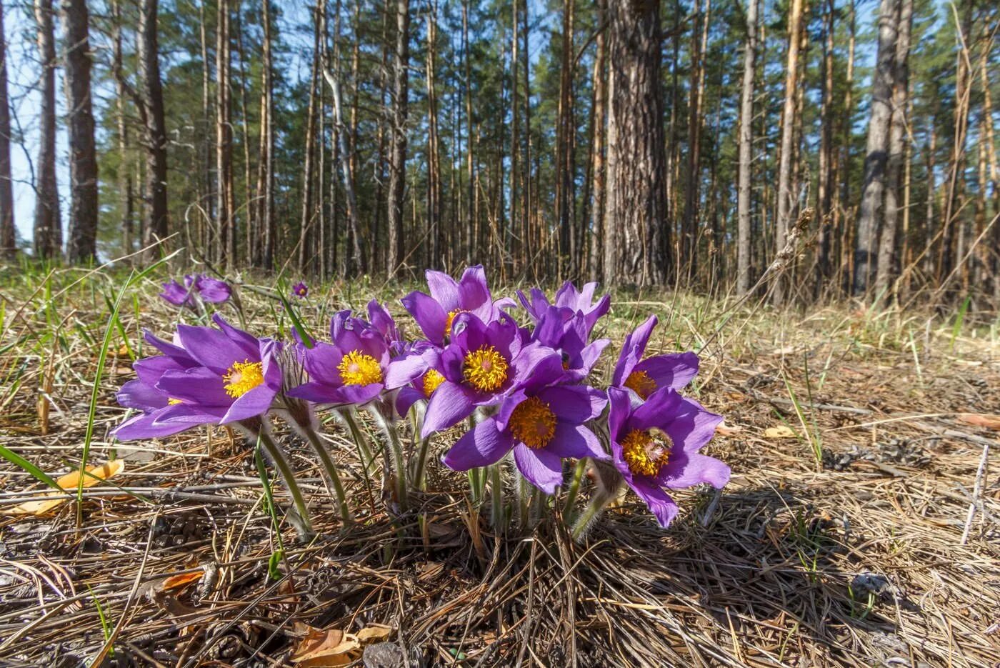 Прострел весенний сон-трава. Подснежник прострел весенний. Подснежник сон трава прострел. Прострел обыкновенный Прима. Первый весенний лесной цветок