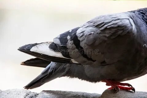 Скорость голубя 55