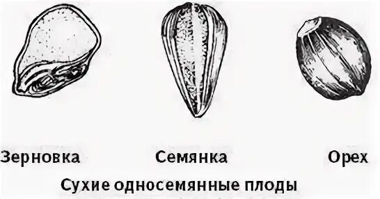 Семянка многосемянный плод. Плод зерновка б) плод семянка. Строение плода зерновки пшеницы. Фундук строение плода. Сухие сочные односемянные многосемянные.