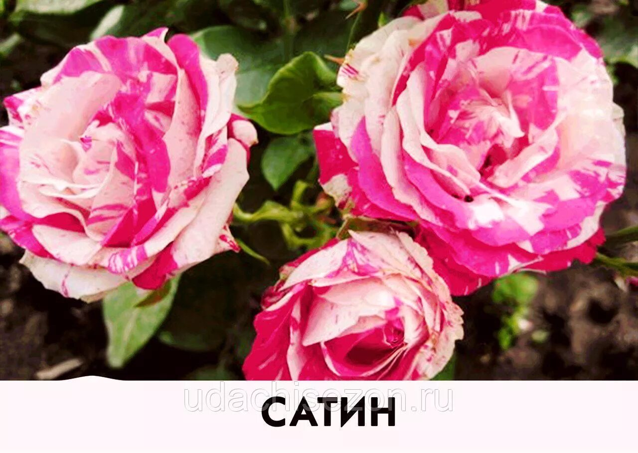 Роза сатин фото и описание Саженцы розы Satin (Сатин) купить в Москве, растения по цене от 490 руб. в питом