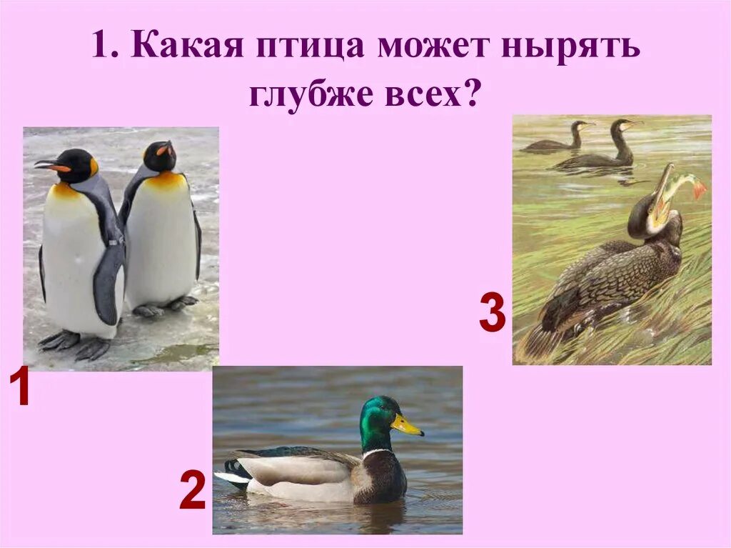Какая из перечисленных птиц не летает. Какая из перечисленных птиц не летает