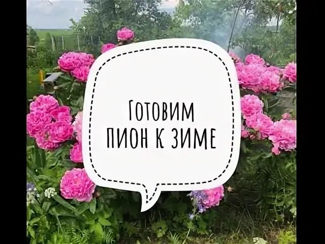 Как готовить пионы к зиме осенью. Как готовить пионы к зиме осенью