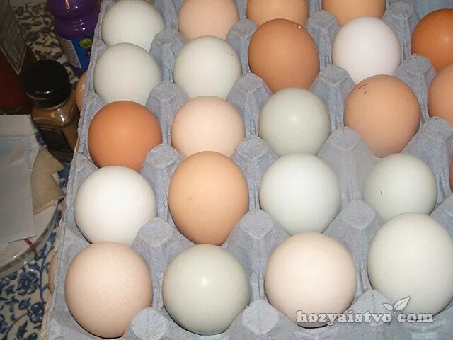 Яйцо доминанты купить. Доминант 301 яйцо инкубационное. Доминант 107 цвет яйца. Доминанты 300 цвет инкубационного яйца. Чешский Доминант д109.