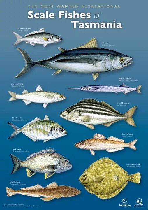 Fish name. Species of Fishes группа. Types of Fish. Шкала рыбок. Тасмания виды рыбы.